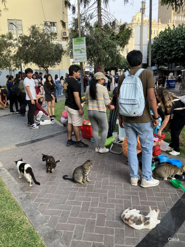Chats dans le parc Kennedy à Miraflores, Lima - Que voir à Lima ? Les incontournables à ne pas manquer