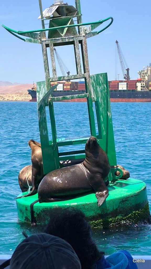 Otaries se reposant sur une bouée près du port de Paracas au sud de Lima
