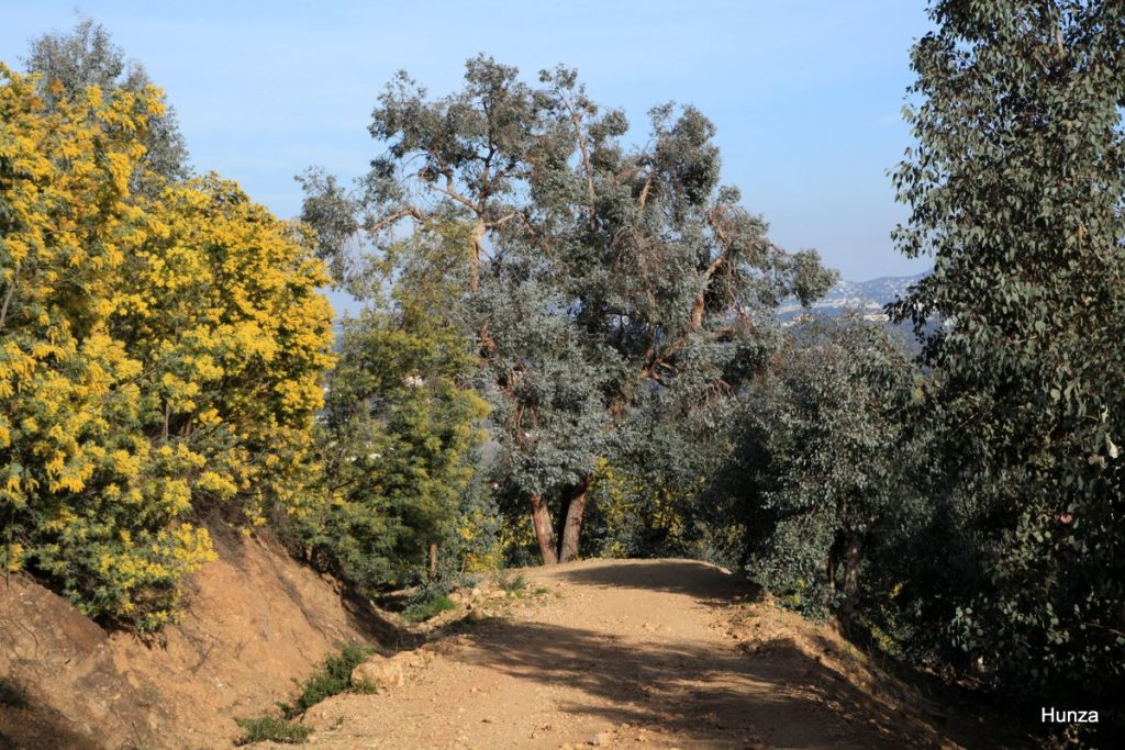 Massif du Tanneron, le GR 51 passe au milieu des mimosas en fleurs et des eucalyptus