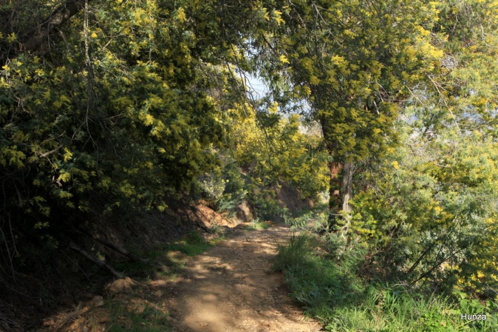 Massif du Tanneron, le GR 51 passe au milieu des mimosas en fleurs