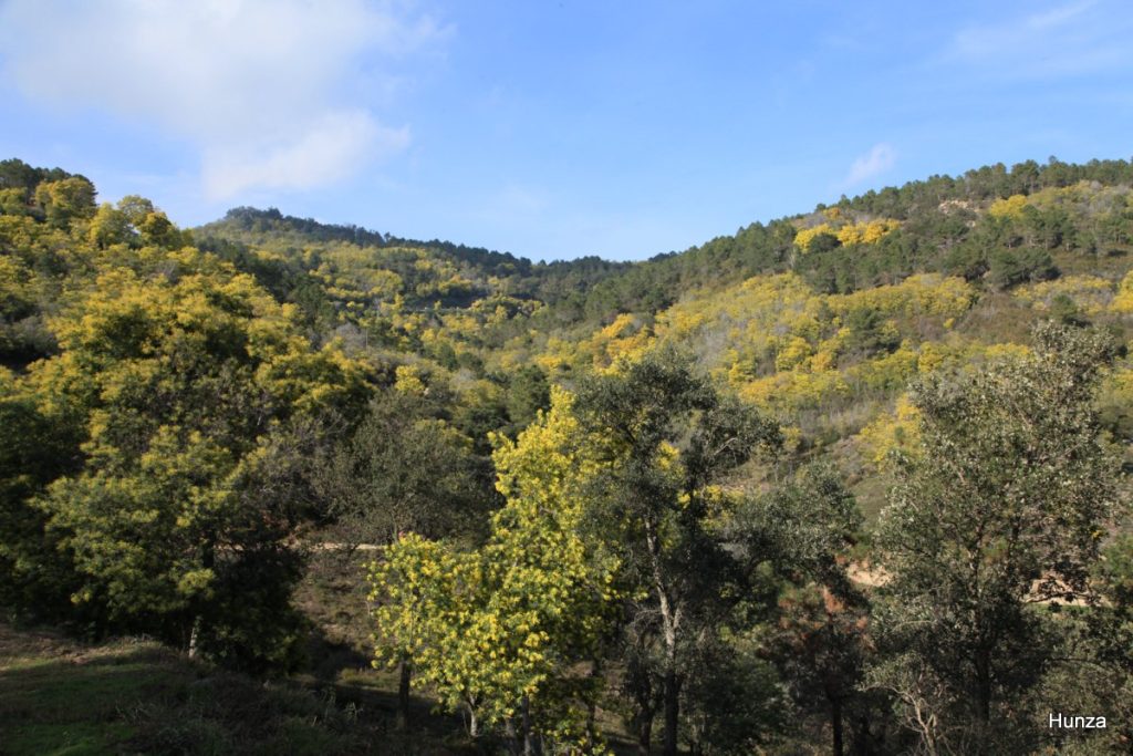 Massif du Tanneron, panorama en direction du sommet du Grand-Duc dont les pentes sont couvertes de mimosas en fleurs
