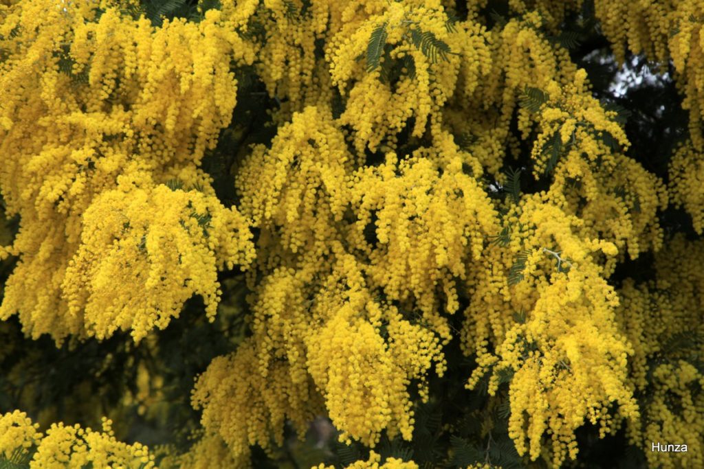 Les fleurs du mimosa se présentent sous forme de petits pompons jaunes disposés en grappes