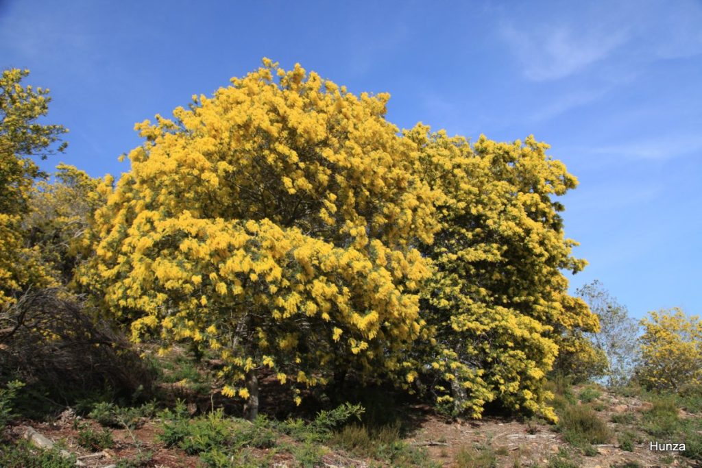 Massif du Tanneron, mimosas en fleurs