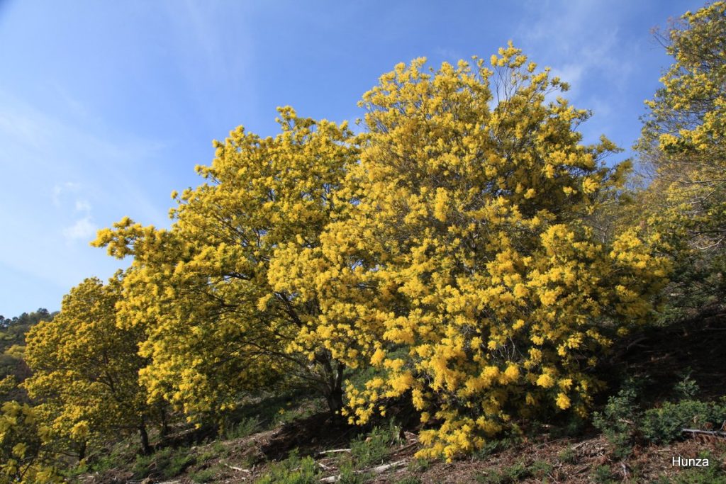 Mimosas en fleurs sur les pentes du massif du Tanneron