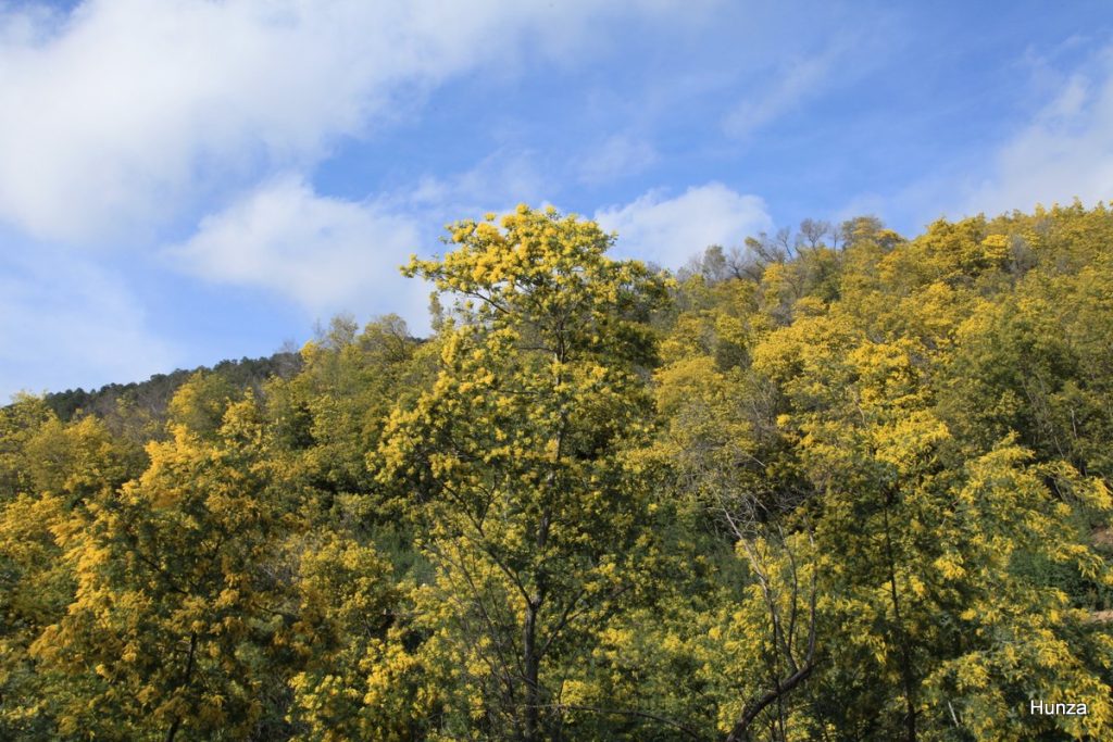 Mimosas en fleurs dans le massif du Tanneron