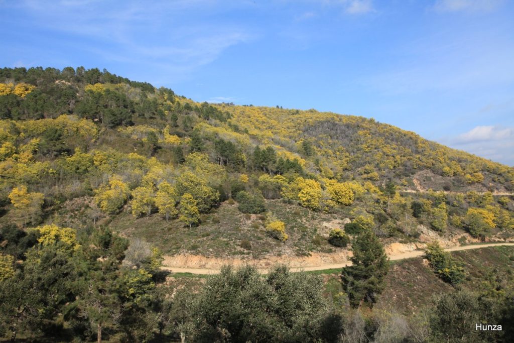Massif du Tanneron, le GR 51 passe au milieu des mimosas en fleurs