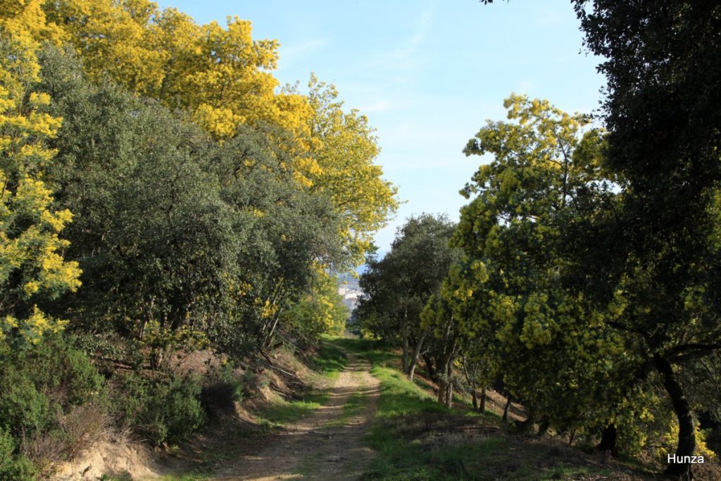 Massif du Tanneron, mimosas en fleurs