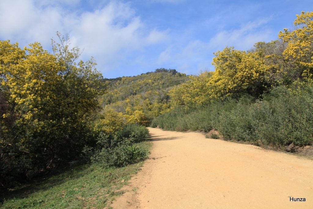 Massif du Tanneron, piste DFCI de Barbossi