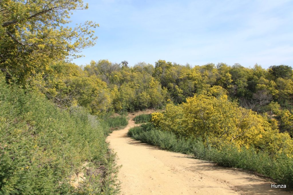 Massif du Tanneron, piste DFCI de Barbossi