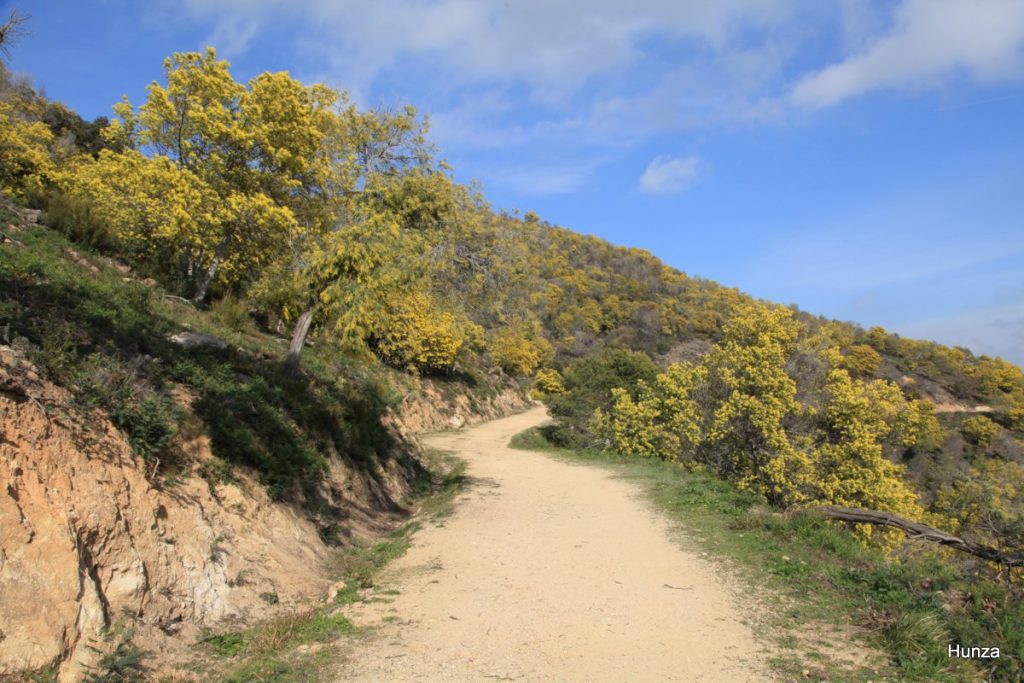Massif du Tanneron, piste DFCI du Capitou