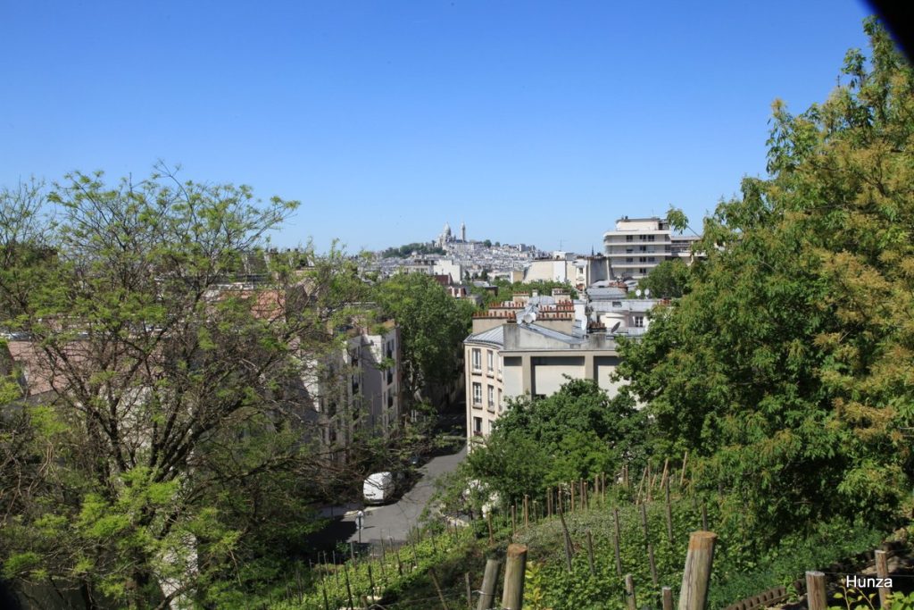 Vignes de la butte Bergeyre à Paris 19e