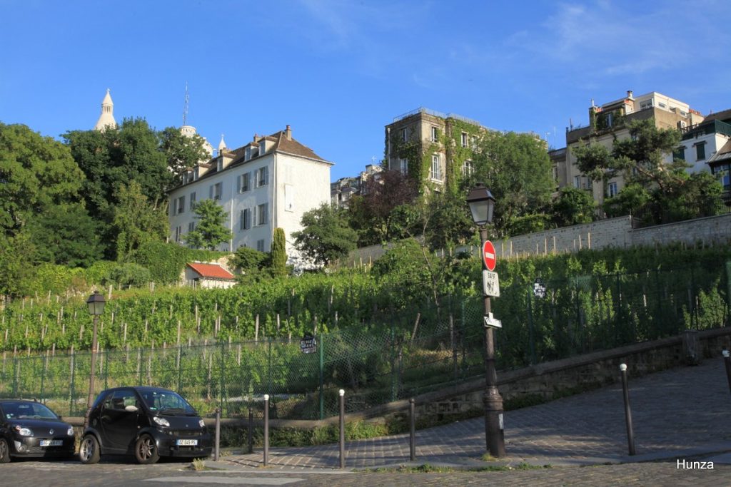Vignes du Clos Montmartre, dernier vignoble de Paris