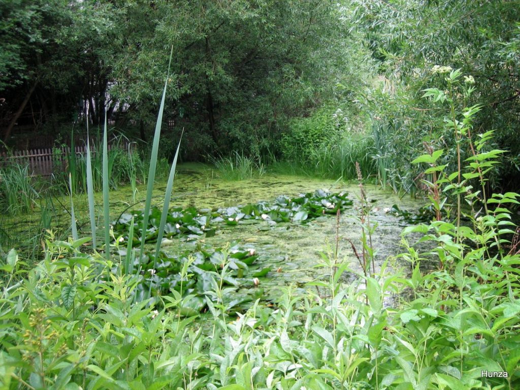 Jardin naturel rue de la Réunion dans le 20e arrondissement de Paris