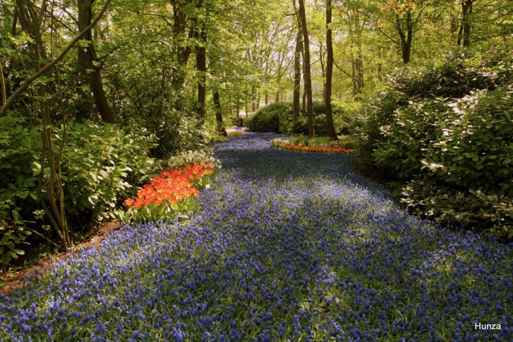 Allée de muscaris en fleurs dans le parc floral de Keukenhof