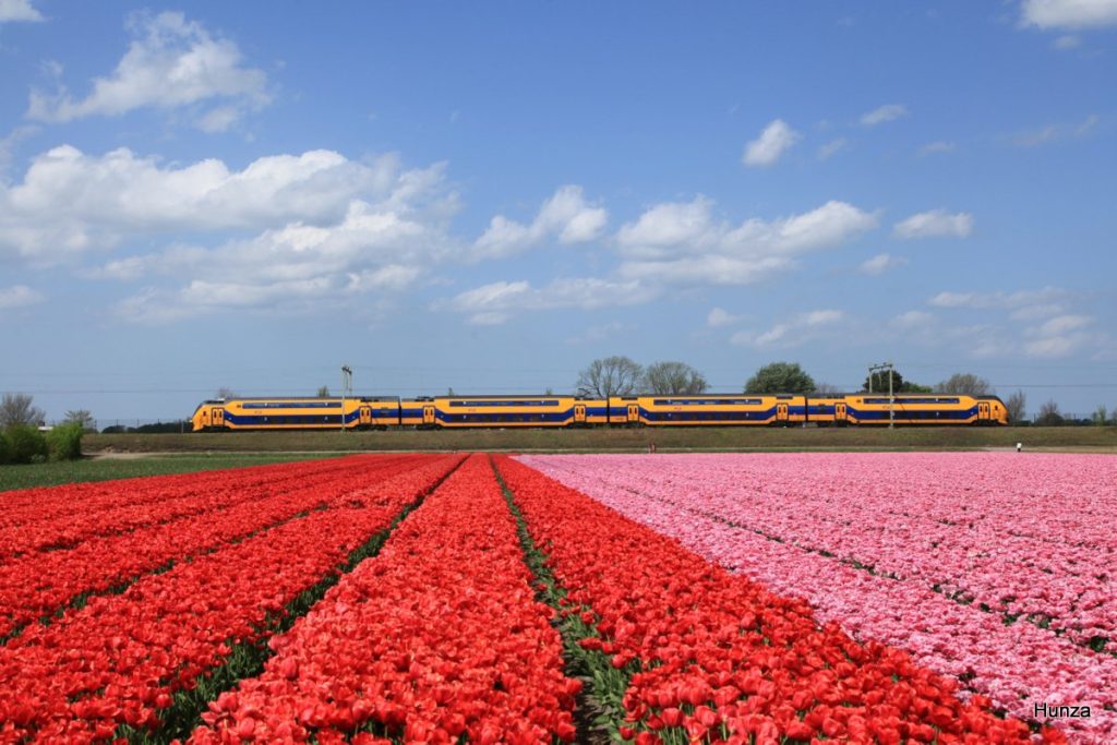 Champs de tulipes en fleurs près de Hillegom au sud d’Amsterdam