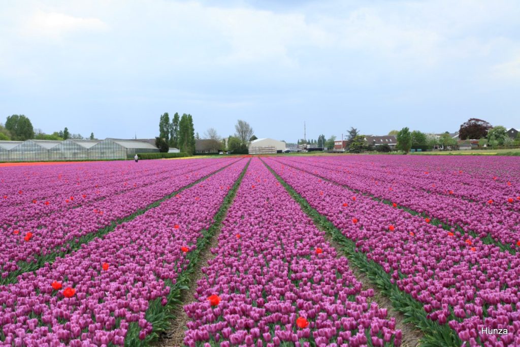 Champs de tulipes mauves à proximité d'Hillegom