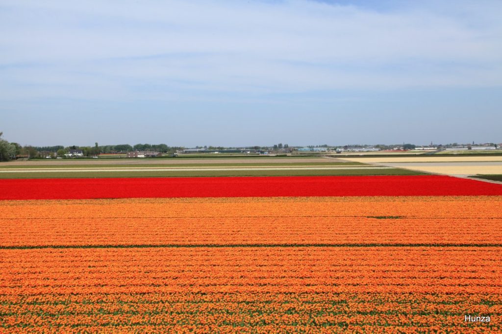 Champs de tulipes vus depuis le moulin du parc floral Keukenhof