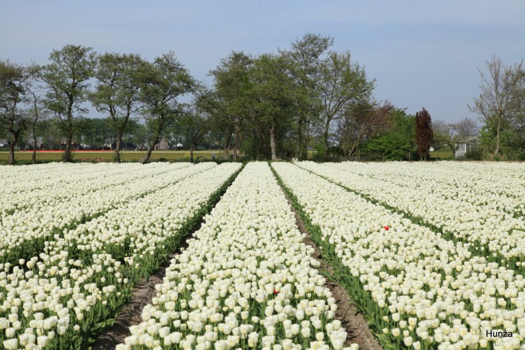 Champs de tulipes blanches près du parc floral de Keukenhof aux Pays-Bas