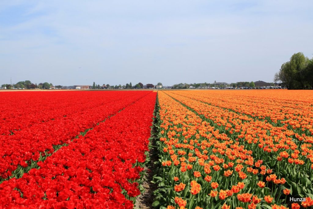 Champs de tulipes rouges et oranges près du parc floral de Keukenhof aux Pays-Bas