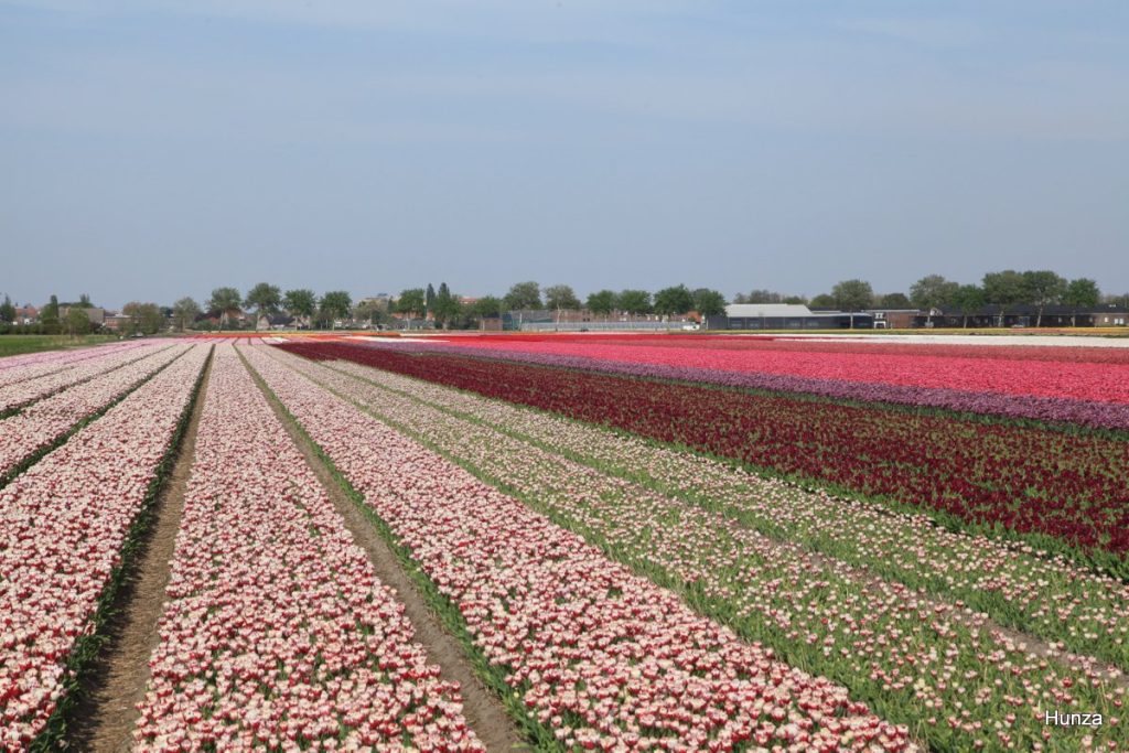 Champs de tulipes colorés près du parc floral de Keukenhof aux Pays-Bas