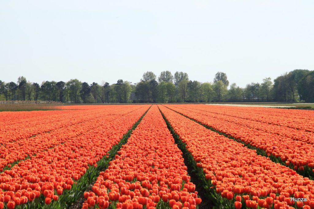 Champs de tulipes oranges près du parc floral de Keukenhof aux Pays-Bas