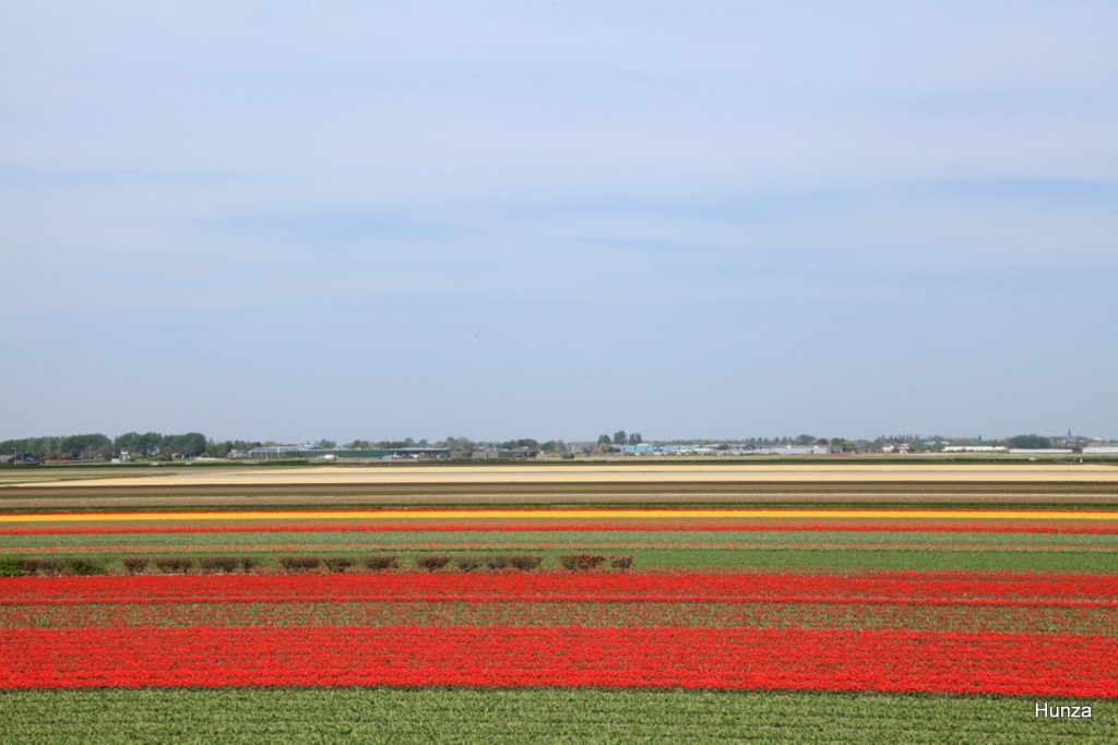 Champs de tulipes près du parc floral Keukenhof