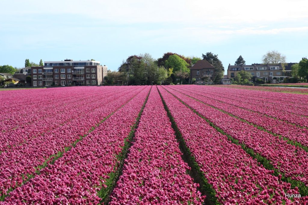 Champs de tulipes violettes à proximité d'Hillegom