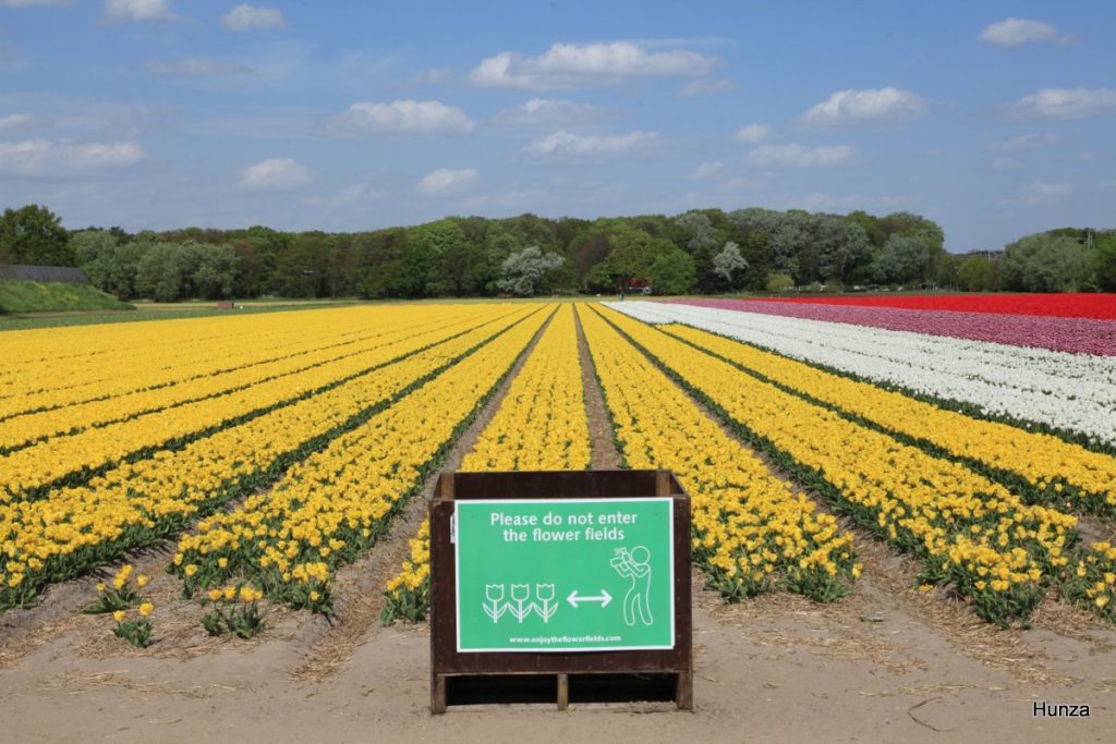 Panneau d'interdiction de pénétrer dans les champs de tulipes en fleurs près de Vogelenzang au sud d’Amsterdam