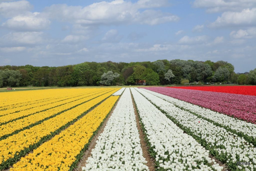 Champs de tulipes en fleurs près de Vogelenzang au sud d’Amsterdam