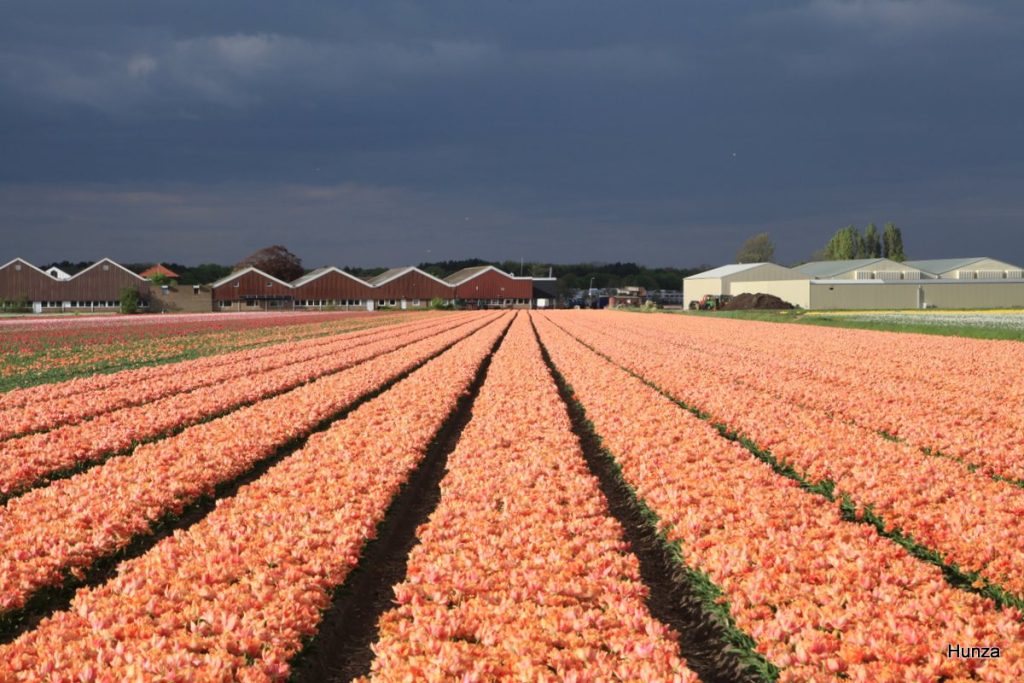Ciel d’orage au-dessus des champs de tulipes près de Hillegom
