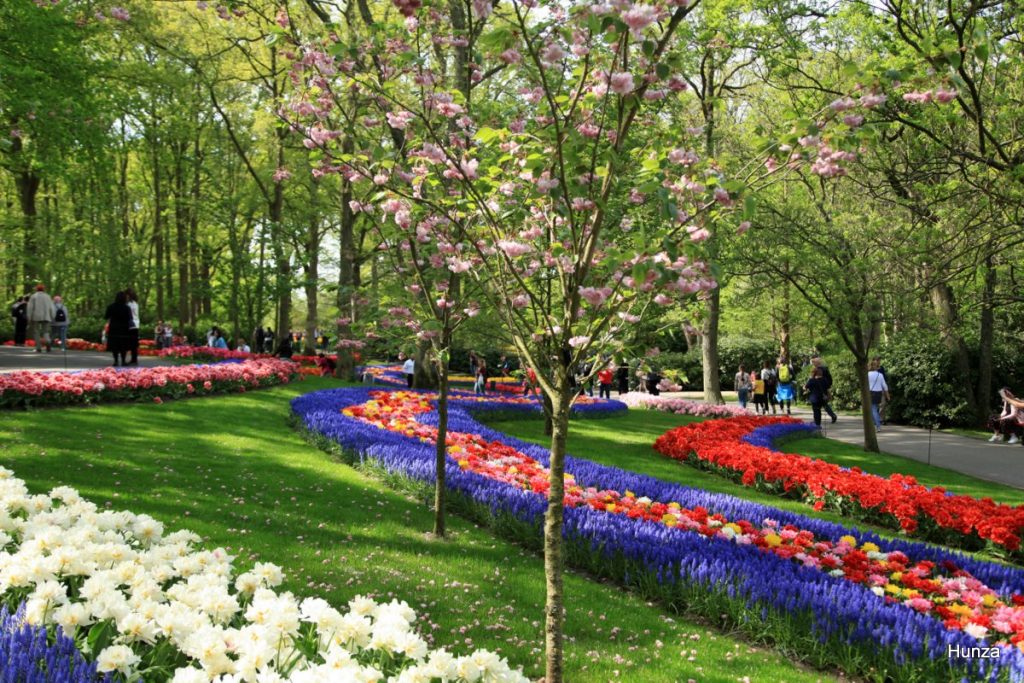 Parc floral de Keukenhof avec des narcisses, des muscaris et des tulipes en fleurs aux Pays-Bas