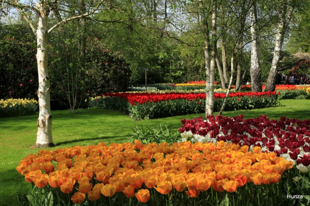 Massif de tulipes colorées dans le parc floral de Keukenhof aux Pays-Bas