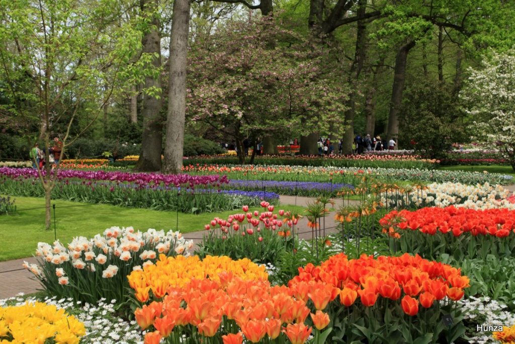Tulipes multicolores dans le parc floral de Keukenhof aux Pays-Bas
