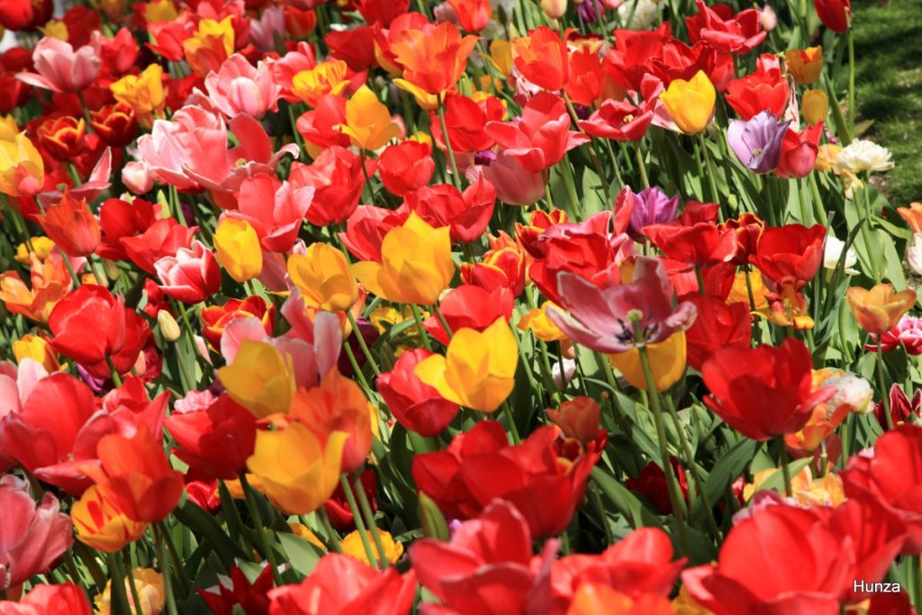 Tulipes multicolores