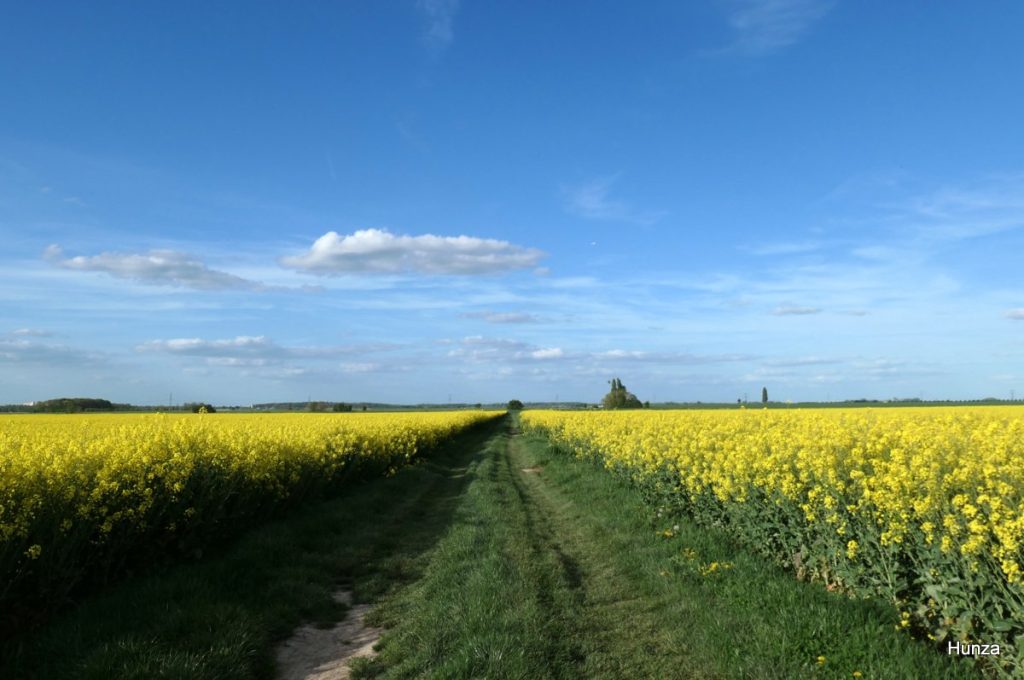Le GR1 au milieu des champs de colza entre Champeaux et Andrezel