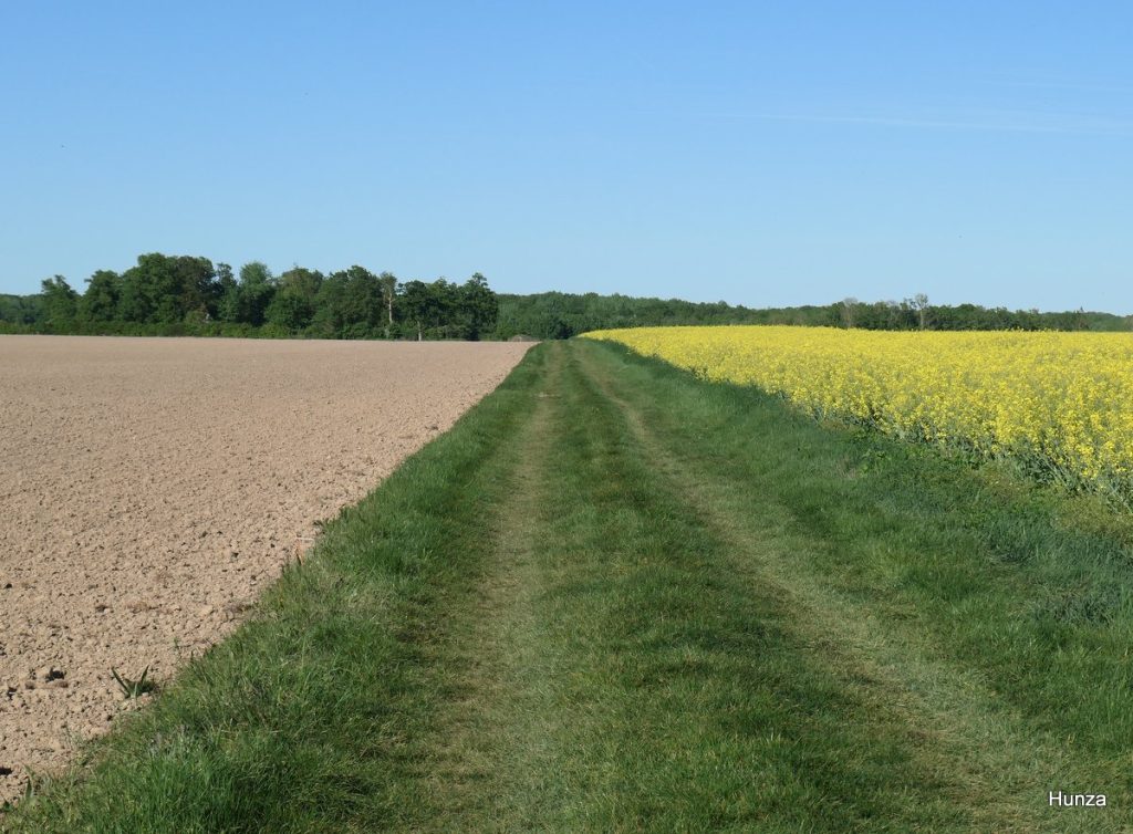 GR1 en plein champs entre Blandy-les-Tours et Saint-Méry
