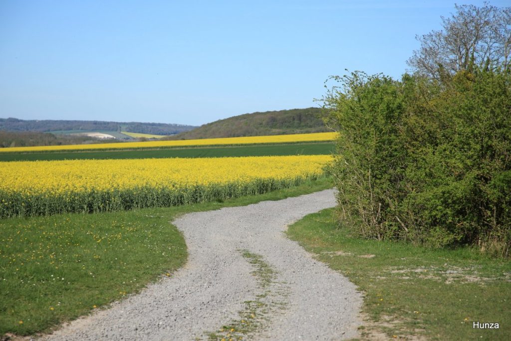 Le GR2 entre La Roche-Guyon et Gommecourt et des champs de colza,  