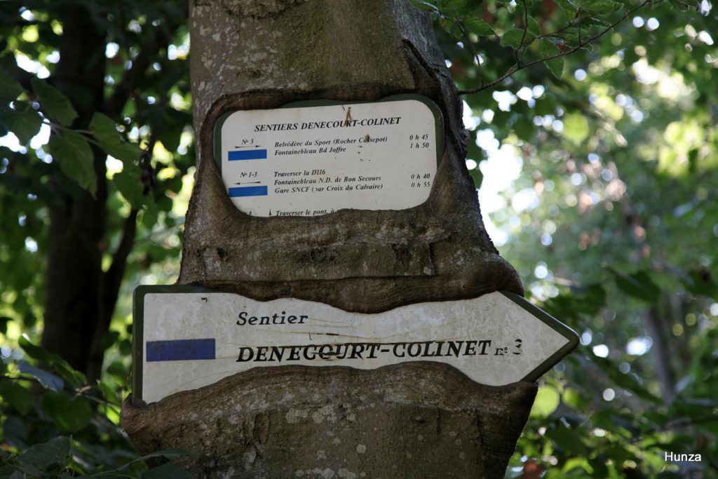 Près de la Croix d'Augas, sur le sentier Denecourt et Colinet n°3 en forêt de Fontainebleau
