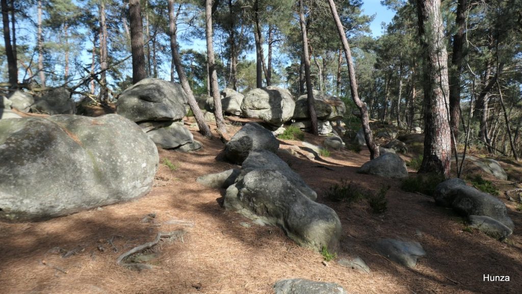 Paysage de rochers et de pins en forêt de Fontainebleau près du Rocher Cassepot