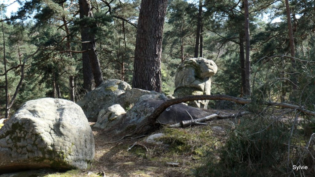 Rocher ressemblant à un dromadaire le long du sentier n°3 Denecourt et Colinet dans le Rocher Cassepot