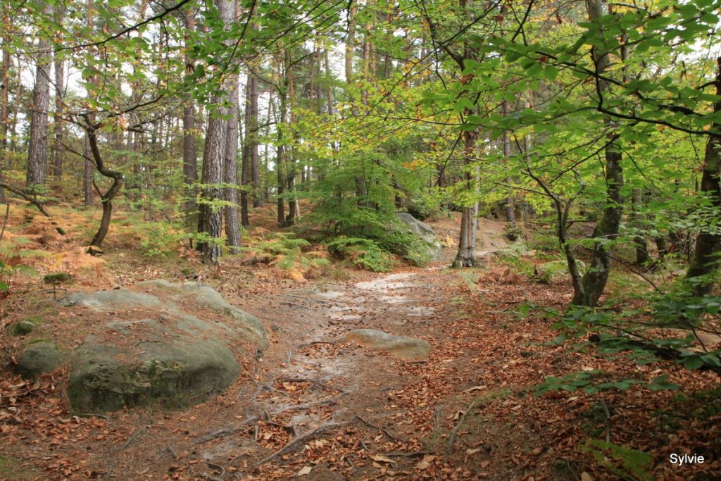 Sentier Dencourt et Colinet près de la Tour Denecourt en foret de Fontainebleau