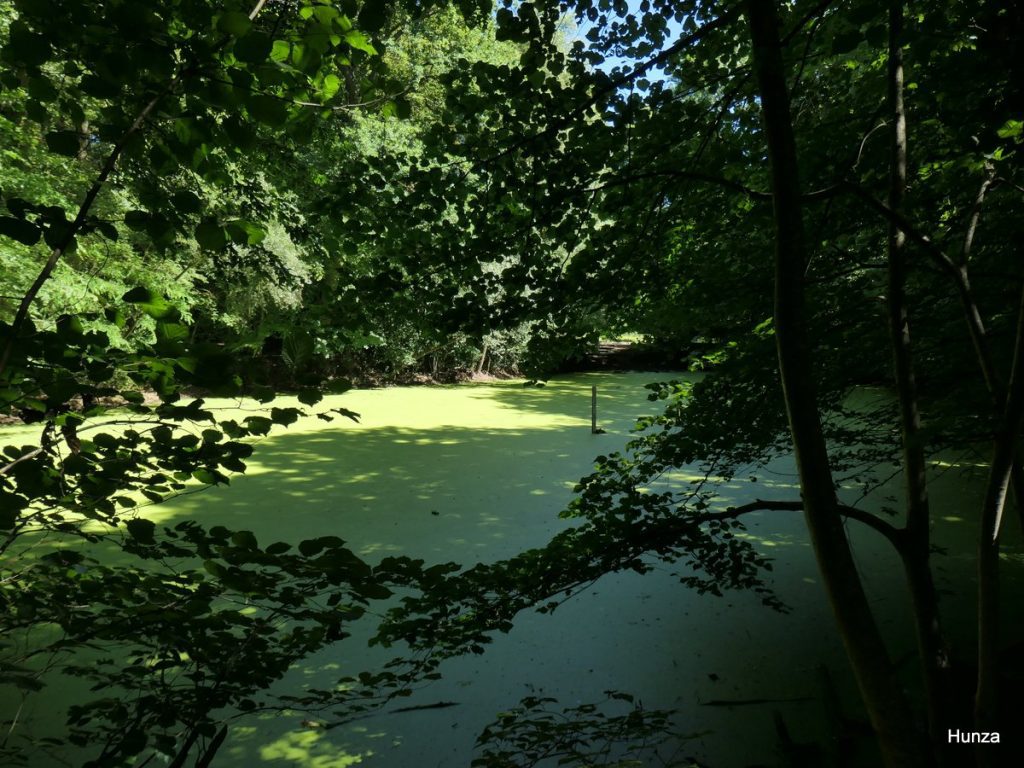 La mare du Martin-Pêcheur recouverte de lentilles d'eau dans le parc de la Poudrerie à Sevran