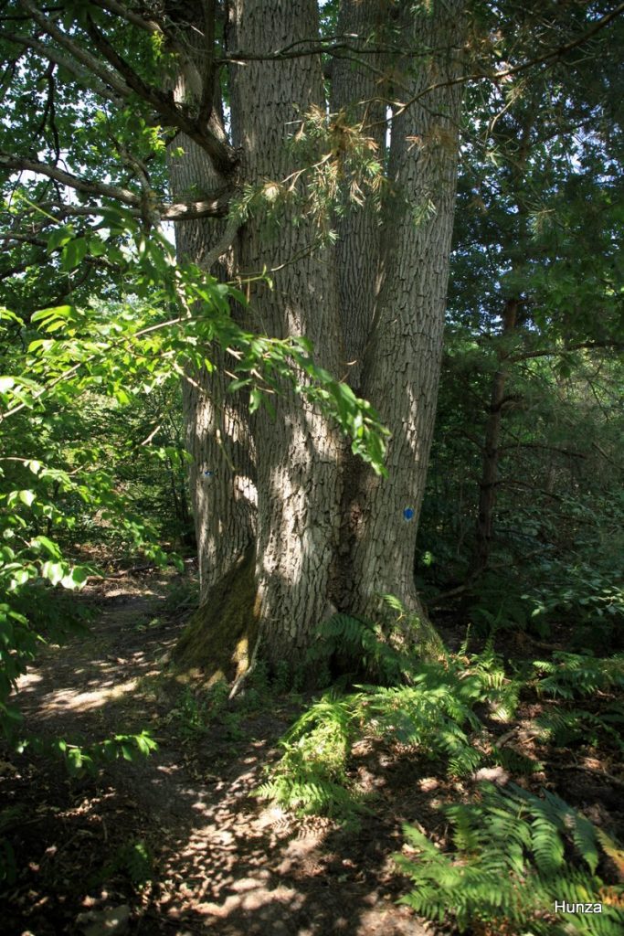 Arbre remarquable à cinq troncs dans la forêt de Fontainebleau sur l'itinéraire de la randonnée vers Samois-sur-Seine