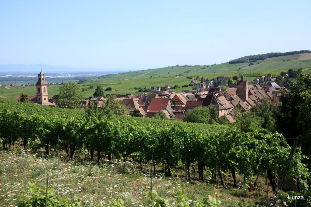 Vue panoramique sur Riquewihr depuis le sentier viticole des Grands Crus en direction de Hunawihr, au cœur du vignoble alsacien
