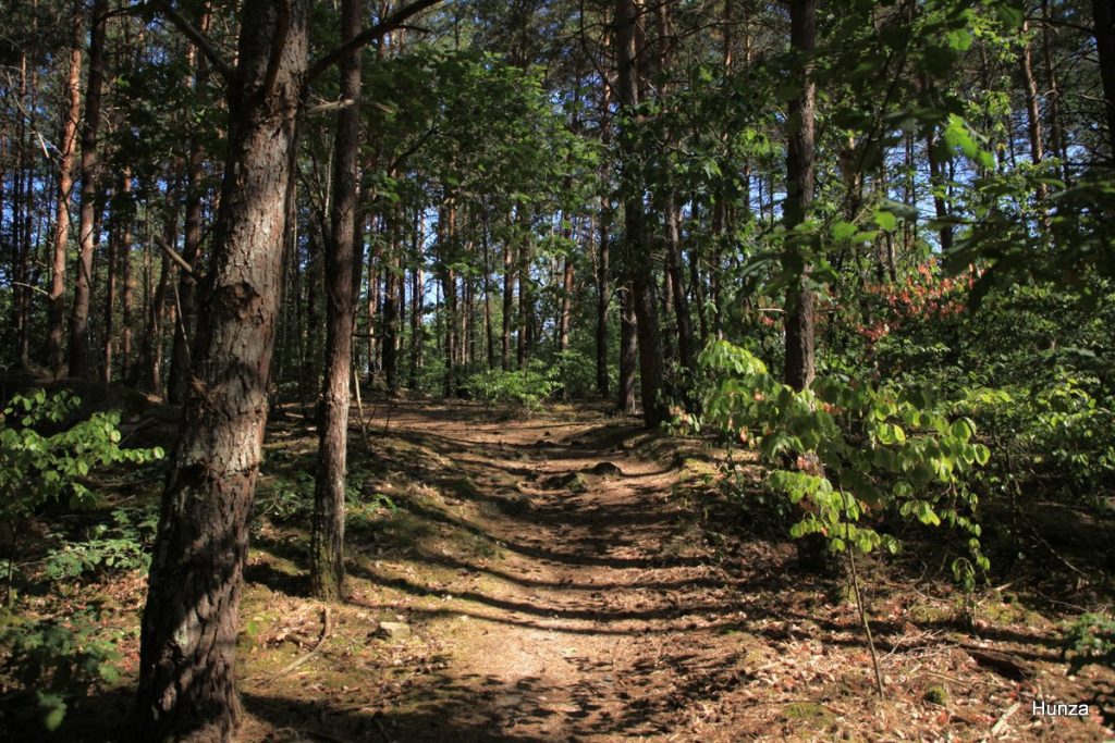 Sentier Denecourt-Colinet n°13 dans la forêt de Fontainebleau lors de la randonnée vers Samois-sur-Seine