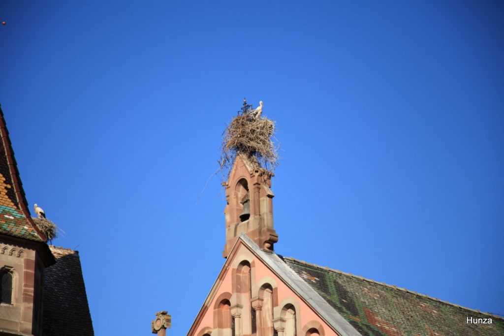 Cigognes sur les toits de la chapelle Saint-Léon et du château à Eguisheim