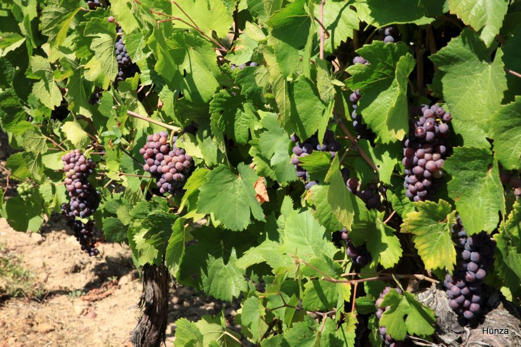 Dans les vignes à Hunawihr