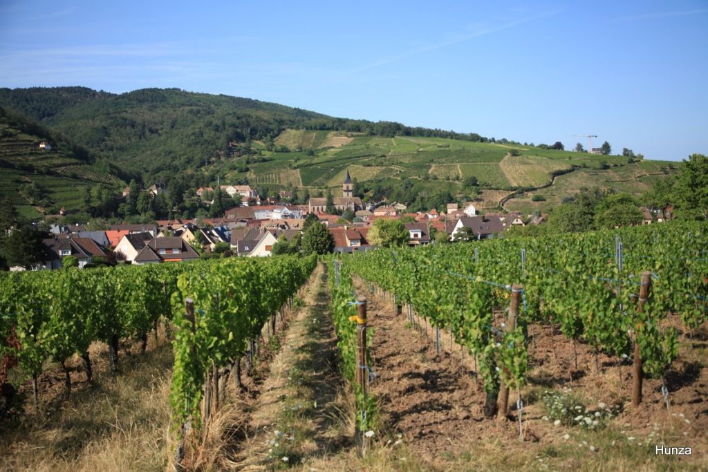 Vue panoramique sur Ribeauvillé depuis les vignobles d'Alsace