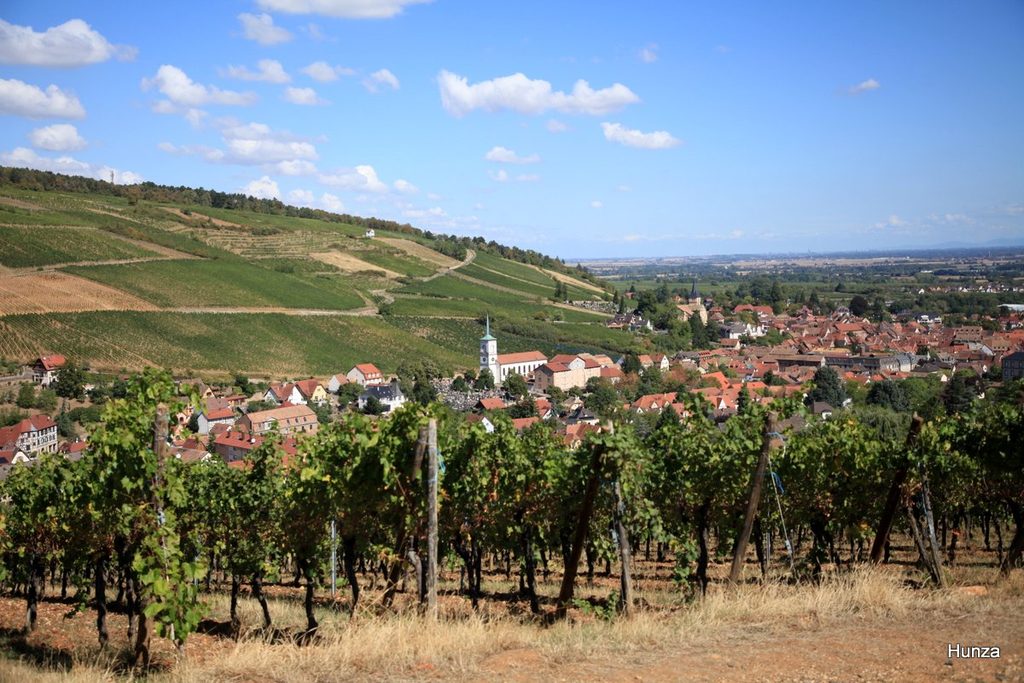 Panorama de Barr et du Kirchberg depuis les vignobles de Mittelbergheim