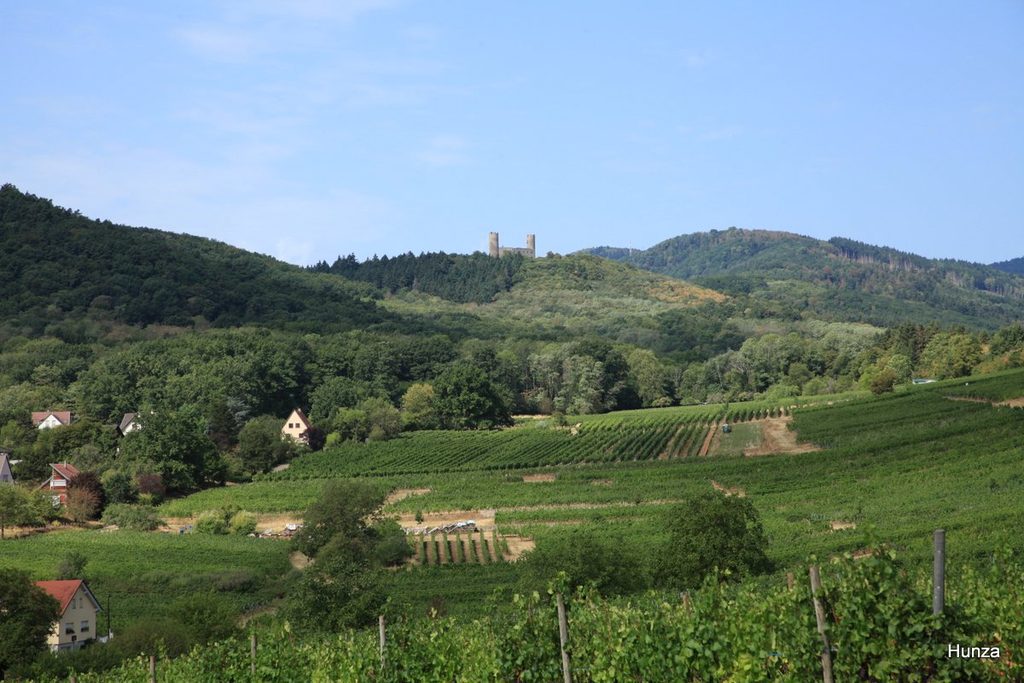 Panorama sur le château du Haut-Andlau depuis Mittelbergheim